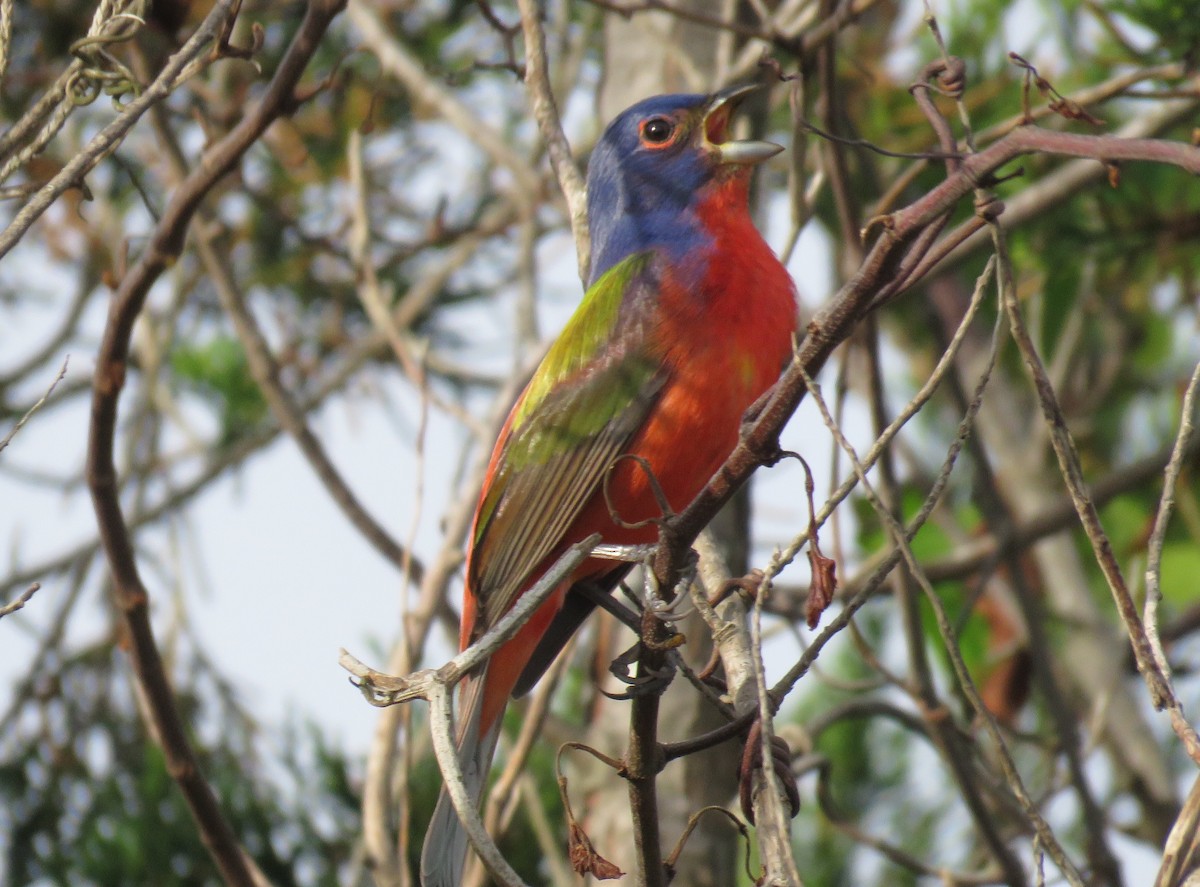 Painted Bunting - ML152173791