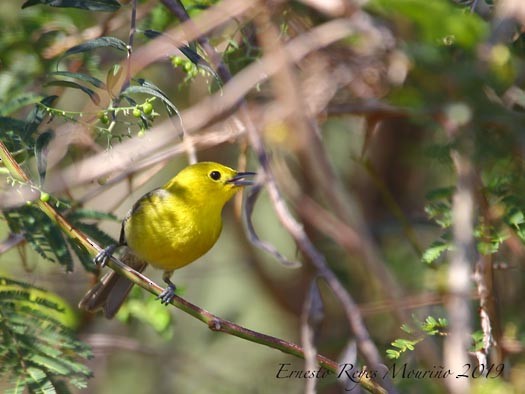 Yellow-headed x Oriente Warbler (hybrid) - Ernesto Reyes