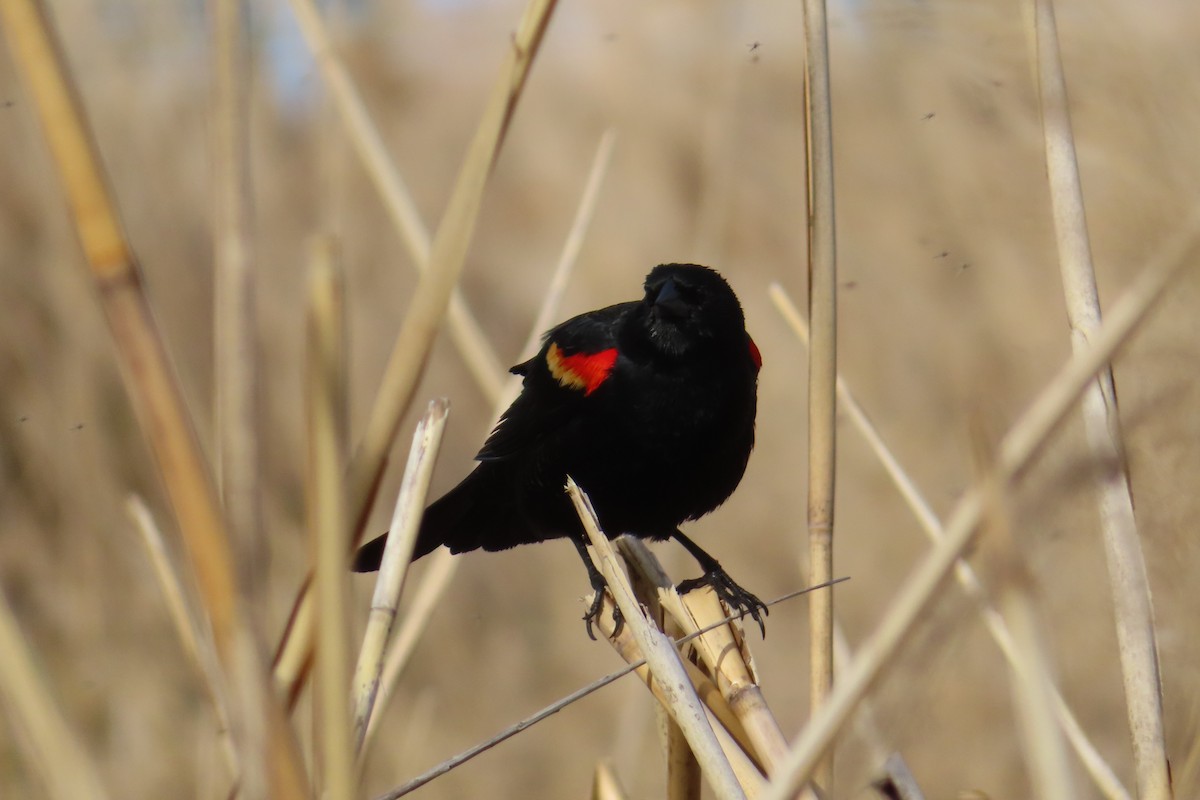 Red-winged Blackbird - ML152174211