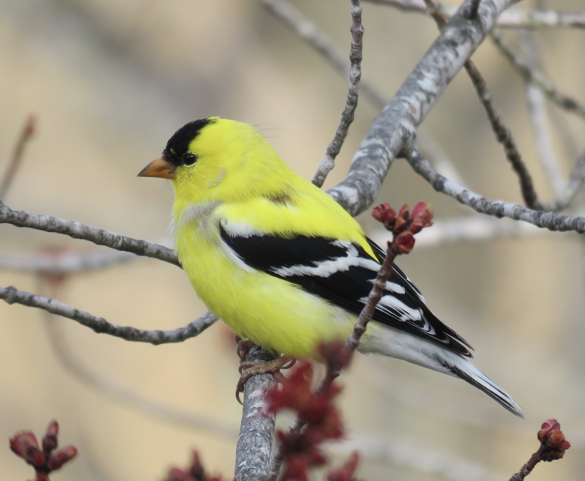 American Goldfinch - Holly Bauer