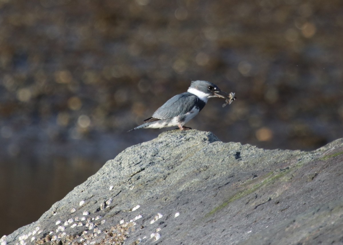 Belted Kingfisher - ML152174541