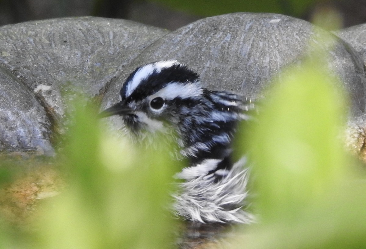 Black-and-white Warbler - ML152175631