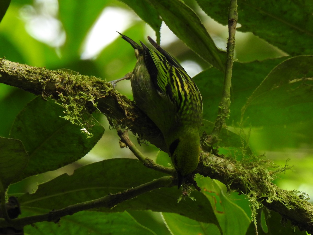 Emerald Tanager - John and Milena Beer