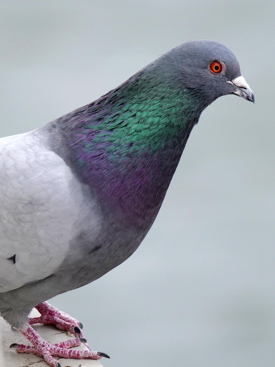 Rock Pigeon (Feral Pigeon) - Rob Worona