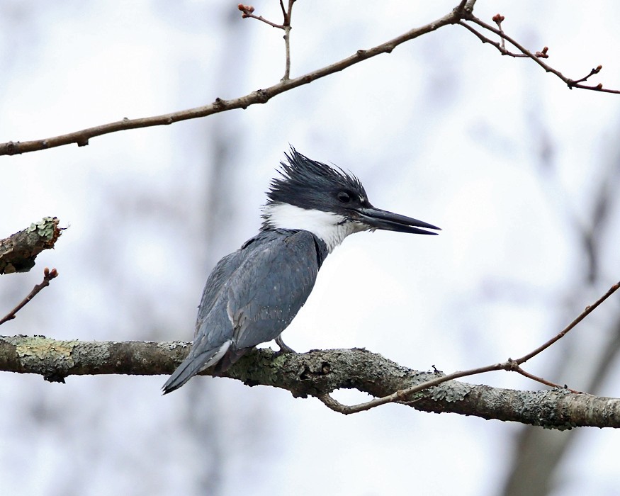 Belted Kingfisher - ML152177601