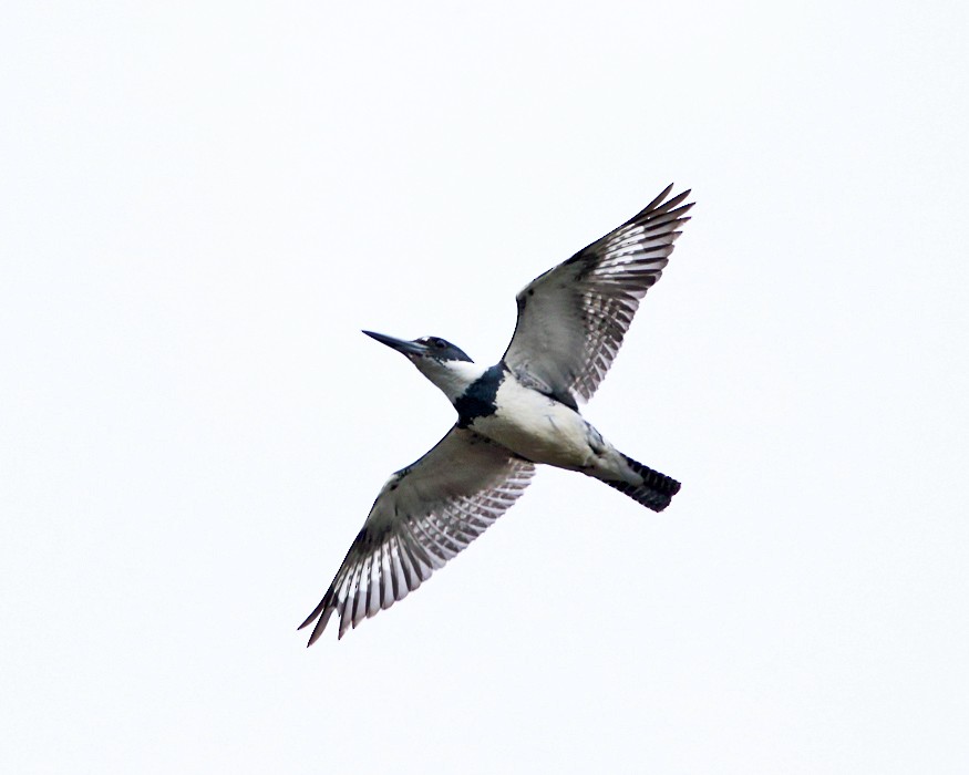 Belted Kingfisher - ML152177621