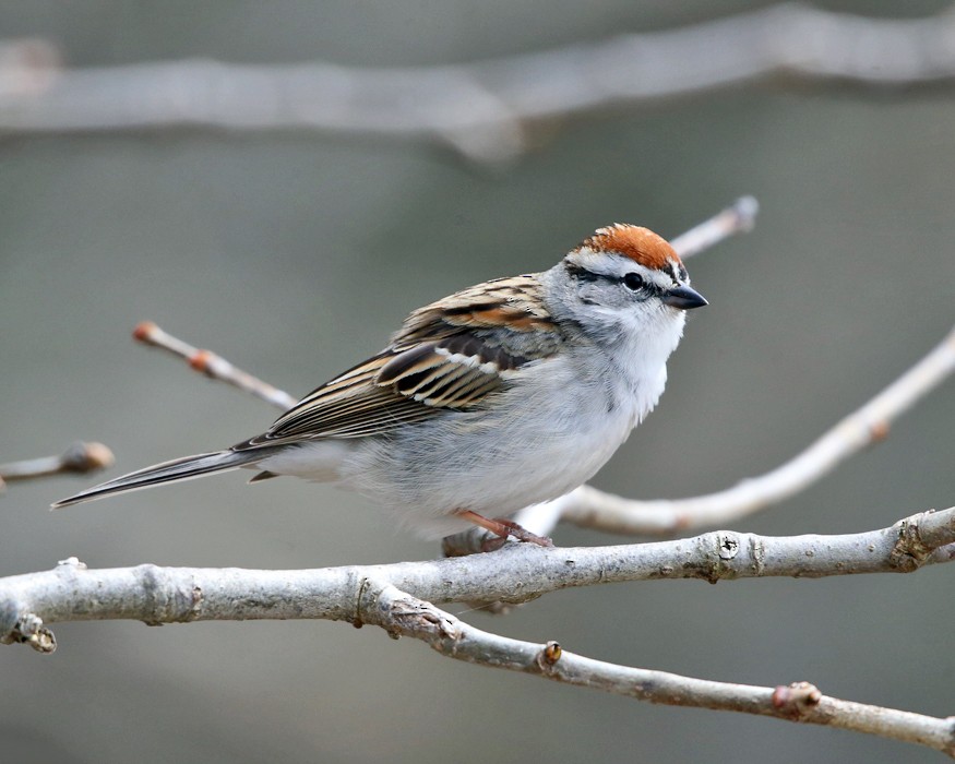 Chipping Sparrow - ML152177811