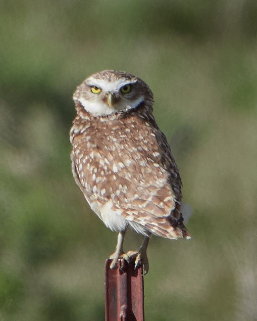 Burrowing Owl - ML152177851