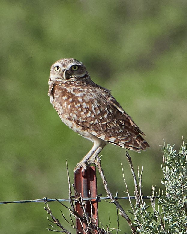Burrowing Owl - ML152177861