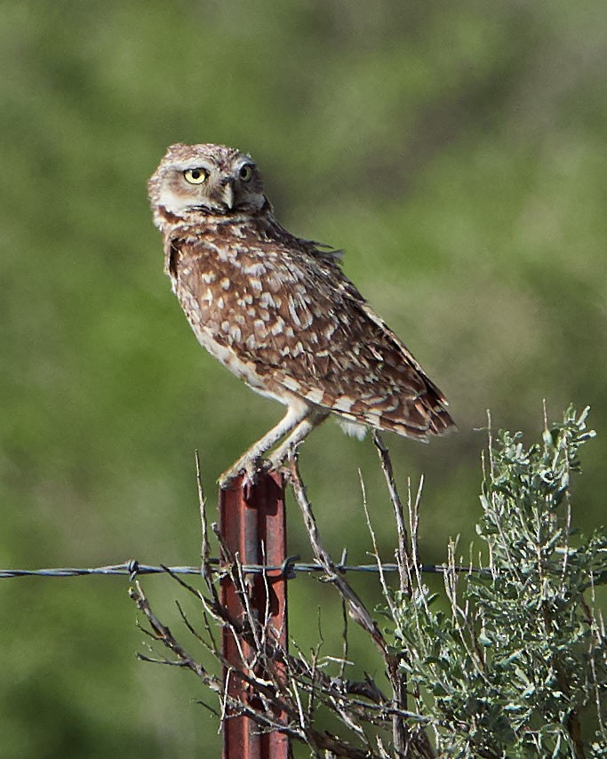 Burrowing Owl - ML152177871