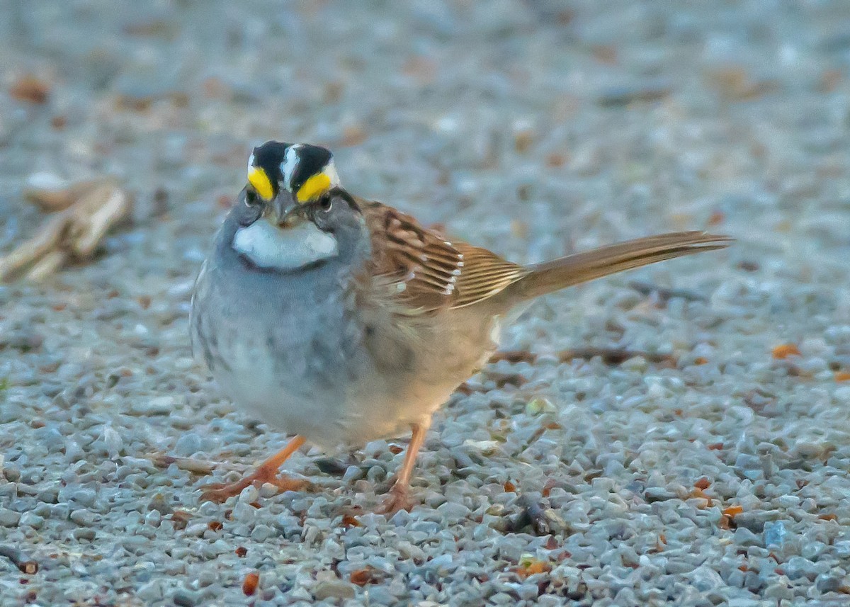White-throated Sparrow - Rick Wilhoit