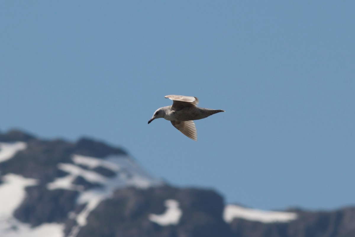 Iceland Gull (Thayer's) - Gary Brunvoll
