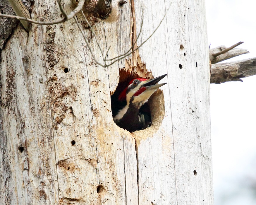 Pileated Woodpecker - Tom Murray