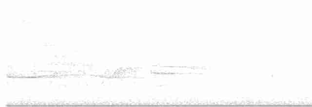 Thicket Tinamou - ML152179341