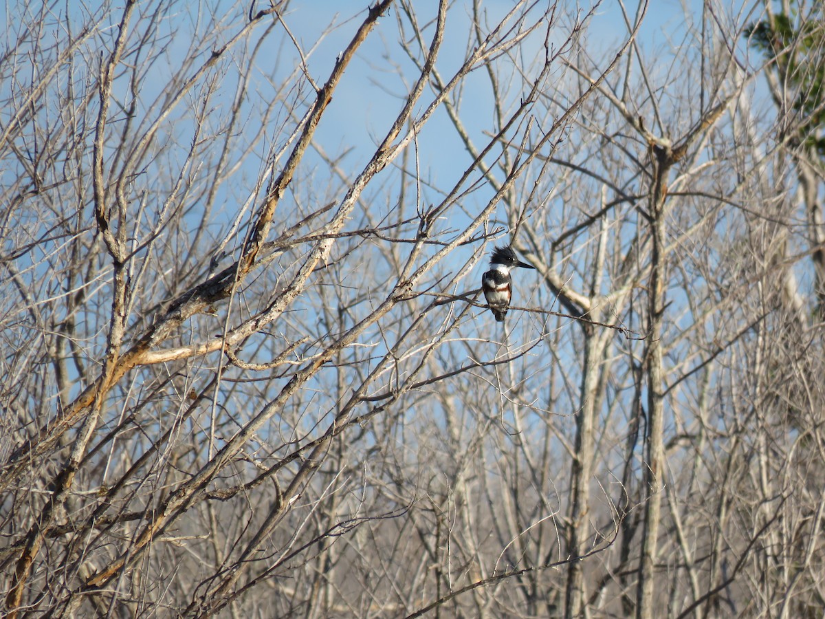 Belted Kingfisher - ML152179911