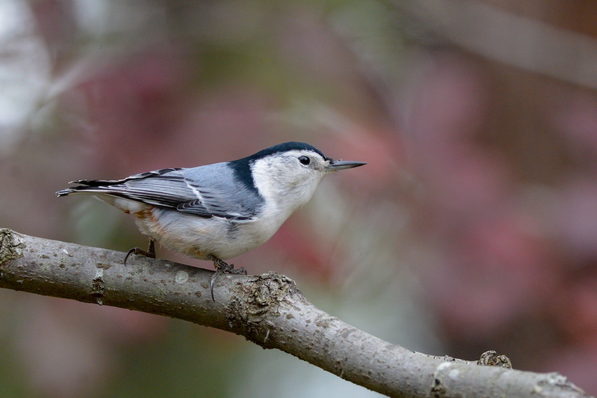 White-breasted Nuthatch (Eastern) - Daniel Irons