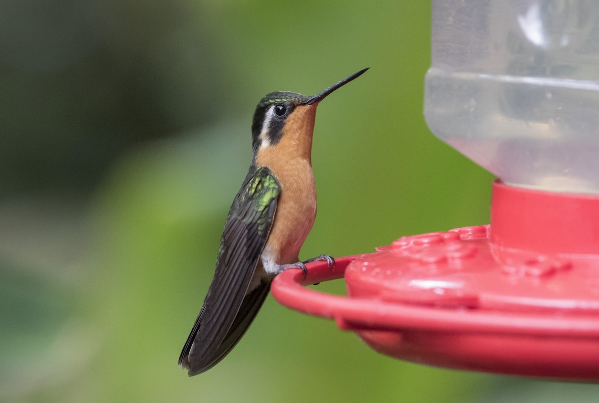 kolibřík fialovohrdlý - ML152180911