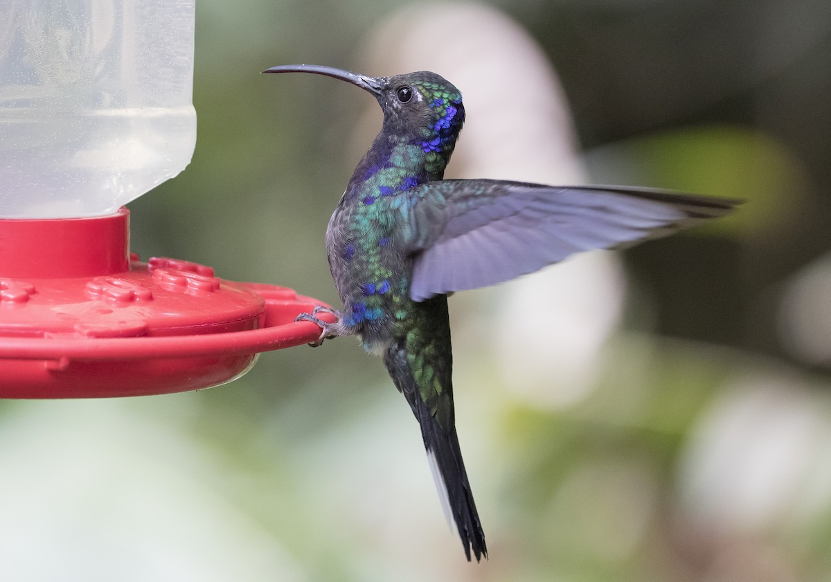 kolibřík fialkový - ML152181031