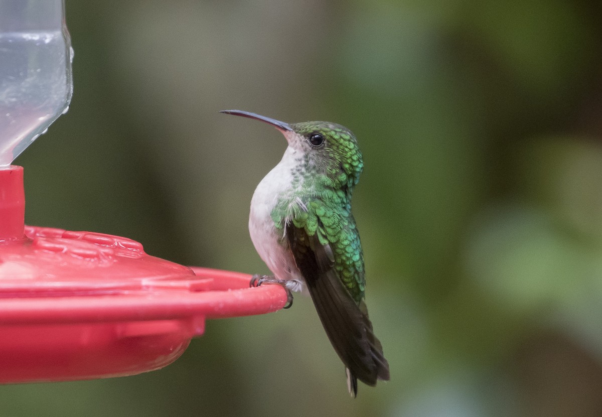kolibřík měděnohlavý - ML152181121