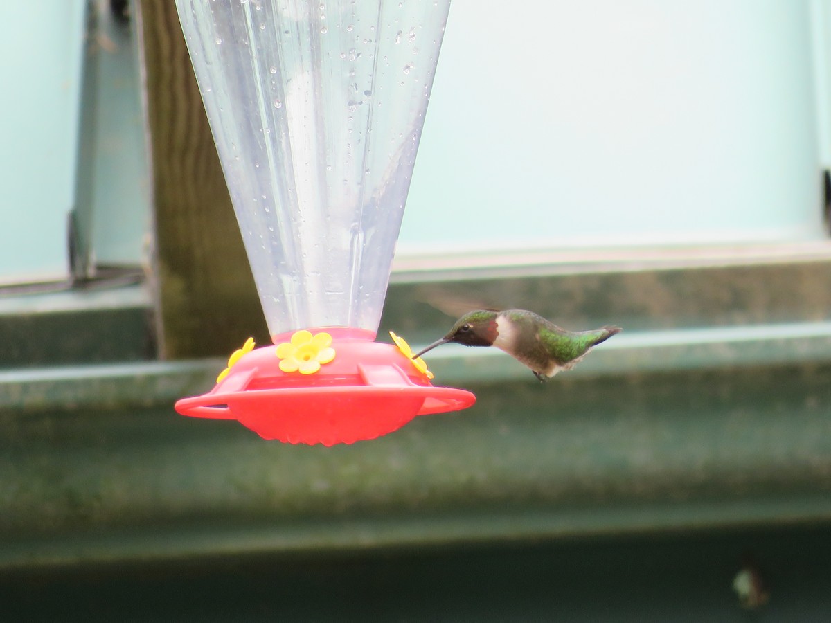 Ruby-throated Hummingbird - Becky Laboy