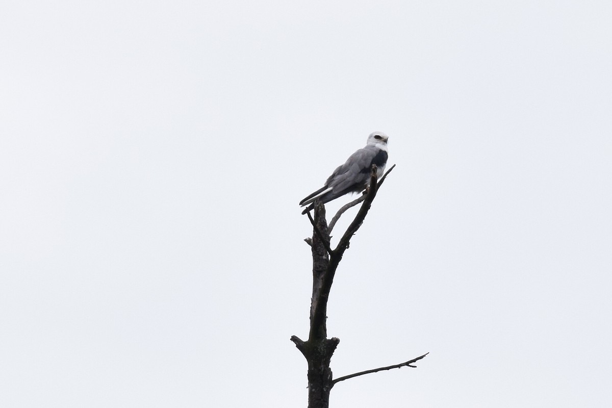 White-tailed Kite - Sofía Ballesteros
