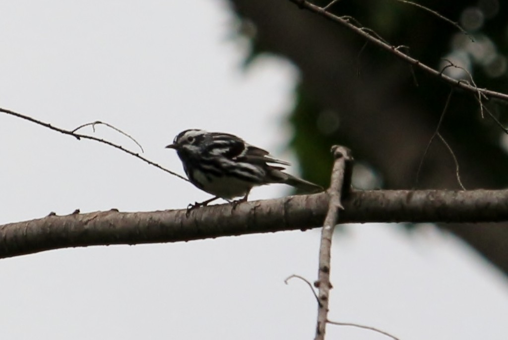 Black-and-white Warbler - Theresa Gessing
