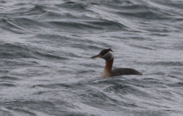 Red-necked Grebe - ML152182121