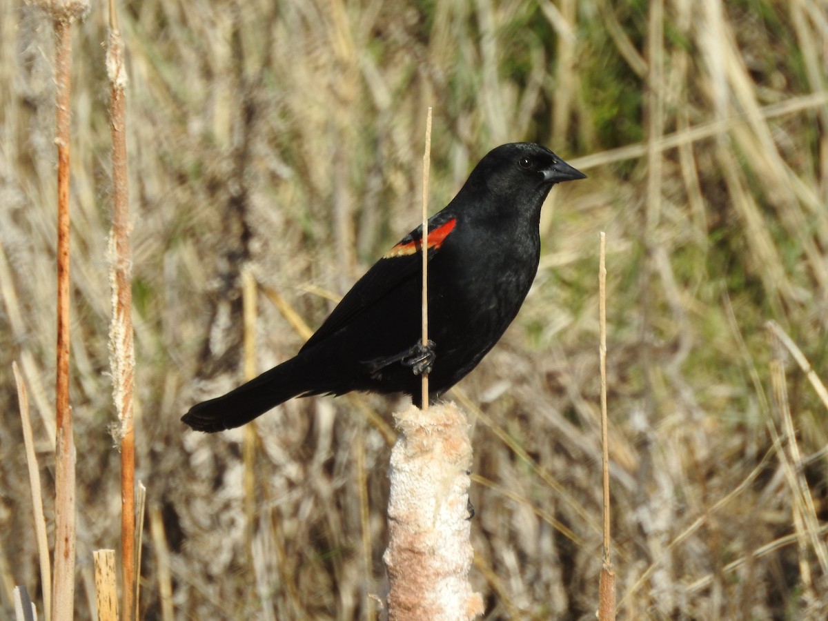 Red-winged Blackbird - Tom Wuenschell