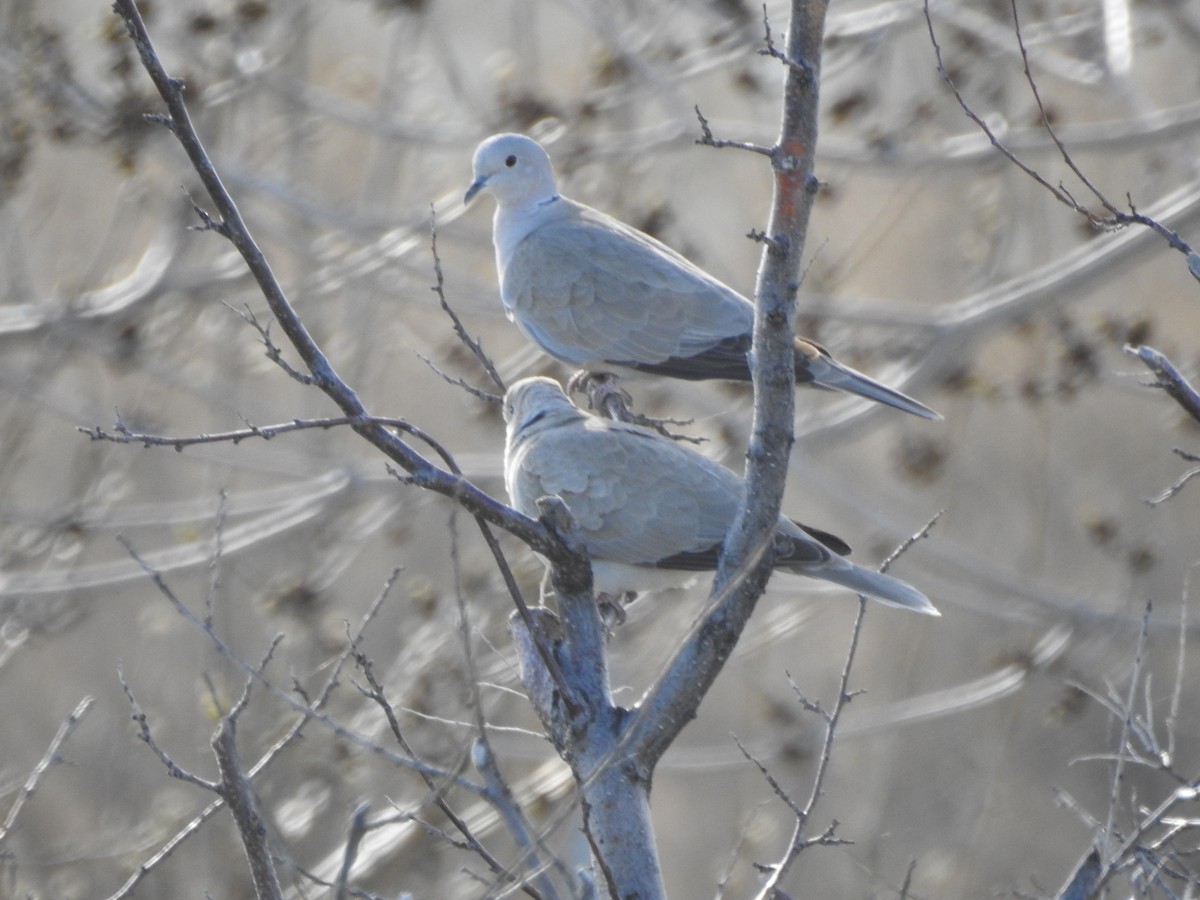 Eurasian Collared-Dove - Tom Wuenschell