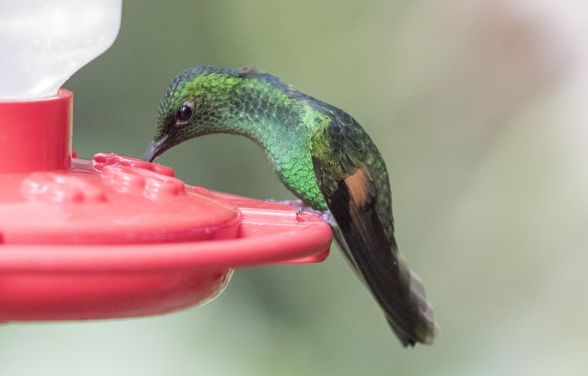 Stripe-tailed Hummingbird - Caleb Putnam