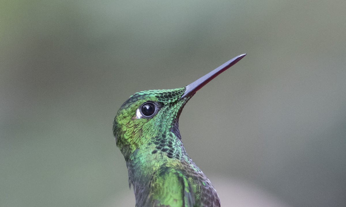 kolibřík subtropický - ML152182721