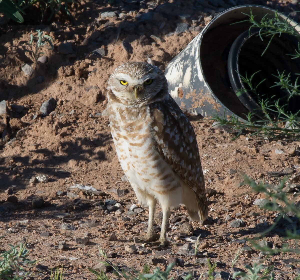 Burrowing Owl (Western) - Gordon Karre