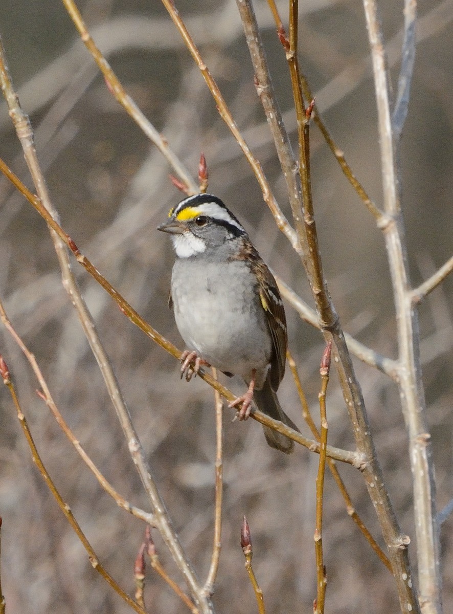 White-throated Sparrow - John Gordinier