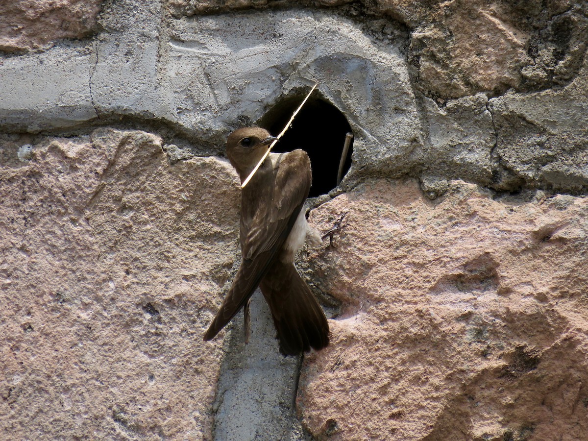 Northern Rough-winged Swallow - John van Dort