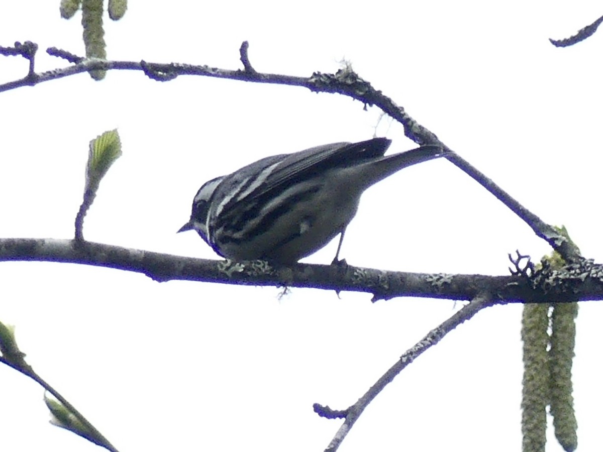 Black-throated Gray Warbler - Philip Dickinson