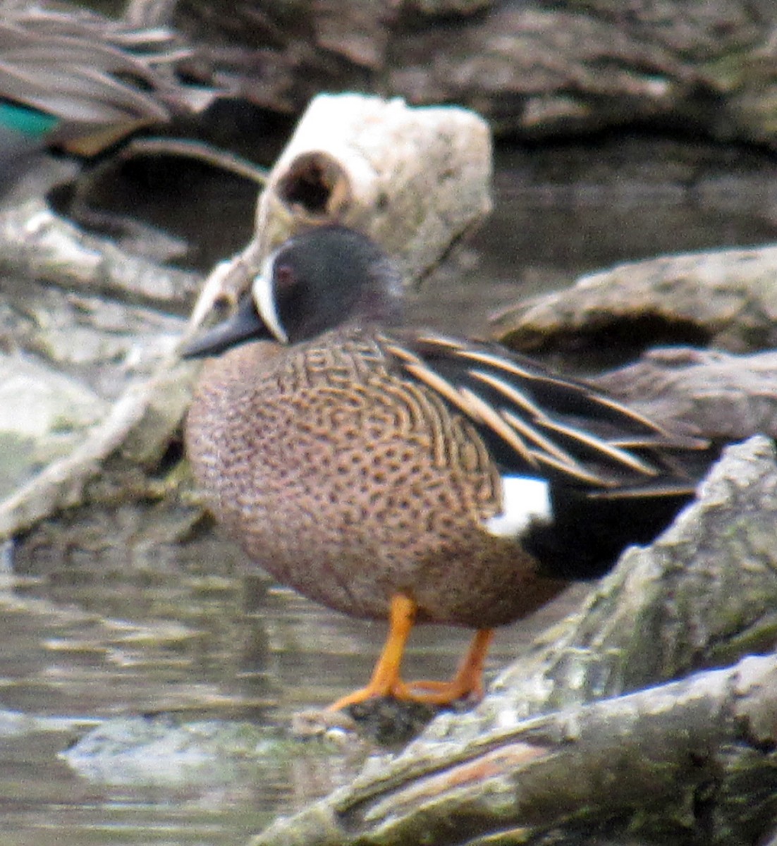 Blue-winged Teal - ML152184261