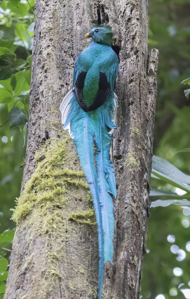 Quetzal resplendissant - ML152184631