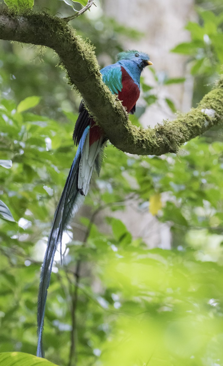 Quetzal resplendissant - ML152185011