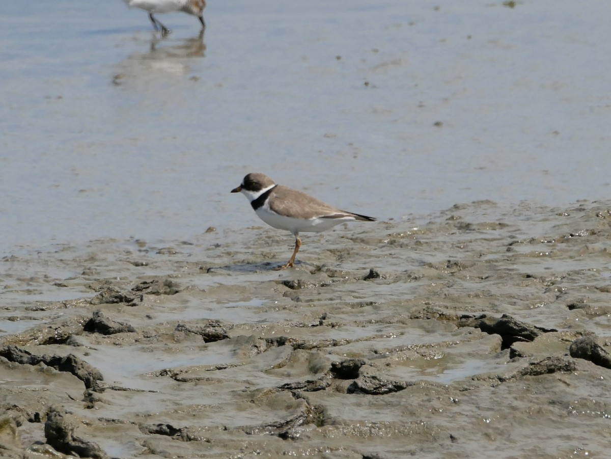 Semipalmated Plover - ML152185091