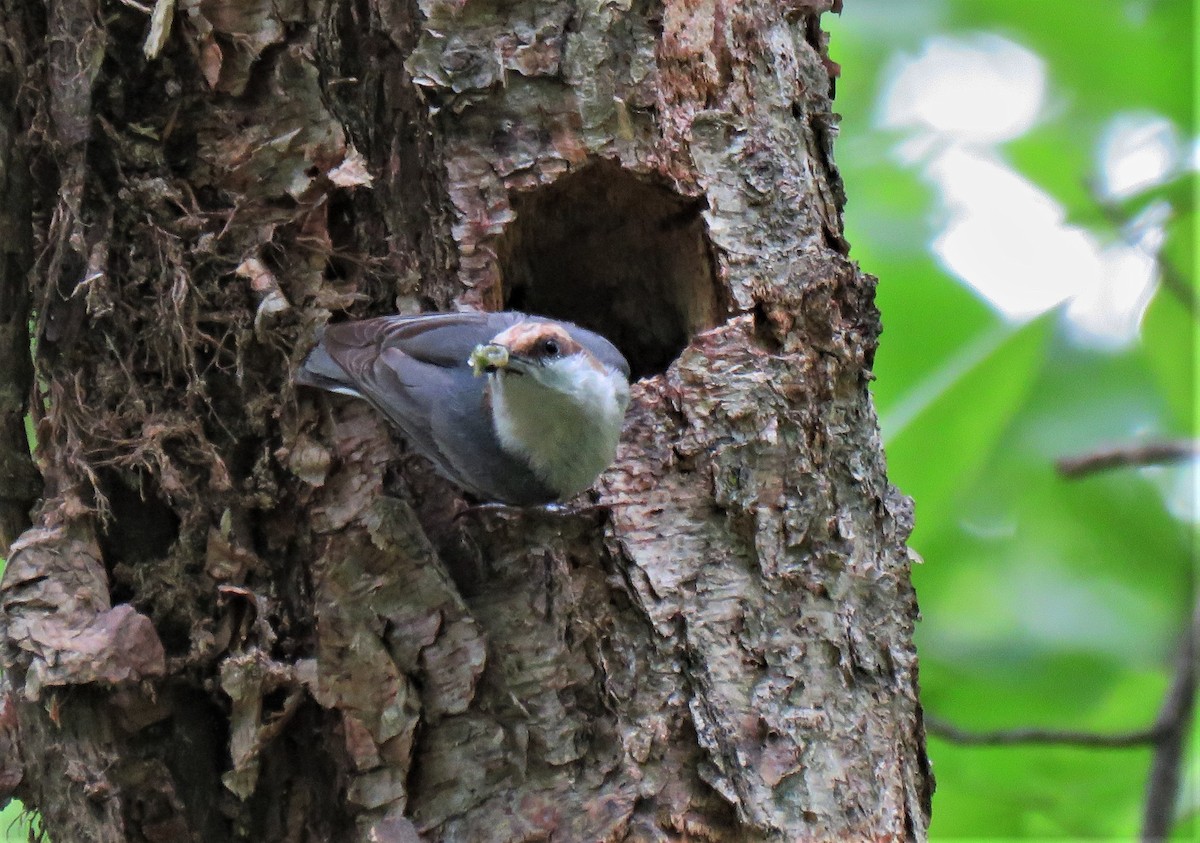 Brown-headed Nuthatch - Julie Mobley