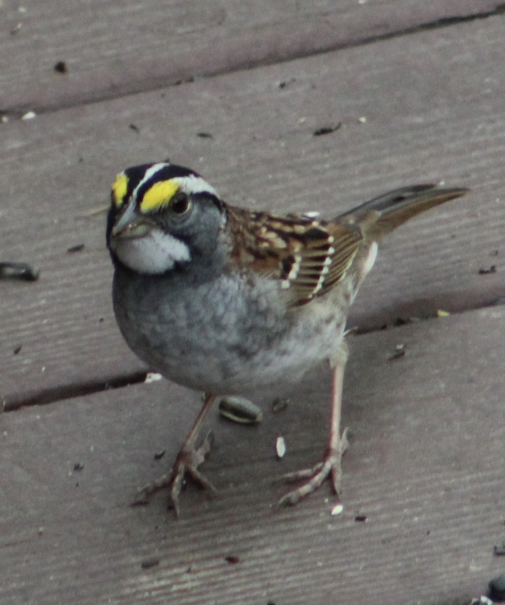 White-throated Sparrow - Stacy Elliott