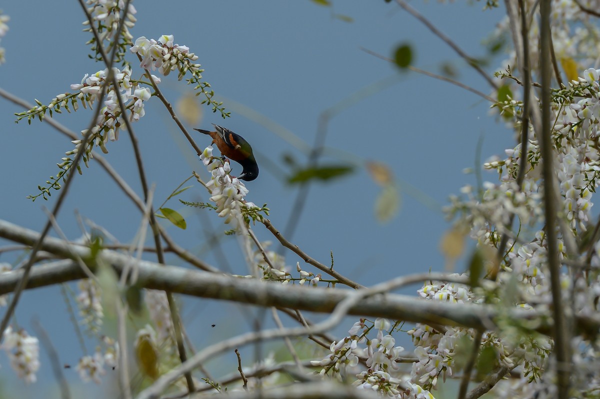 Orchard Oriole - ML152187851