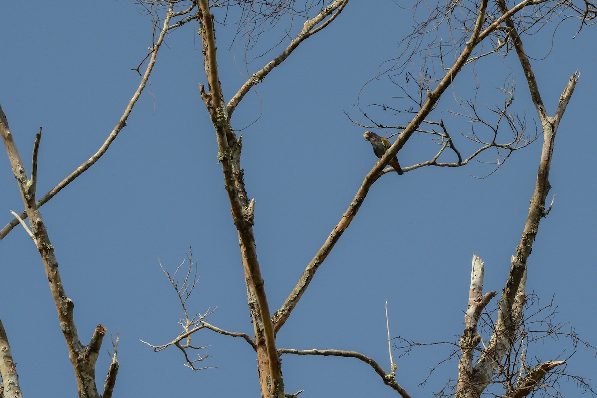 White-crowned Parrot - ML152189351