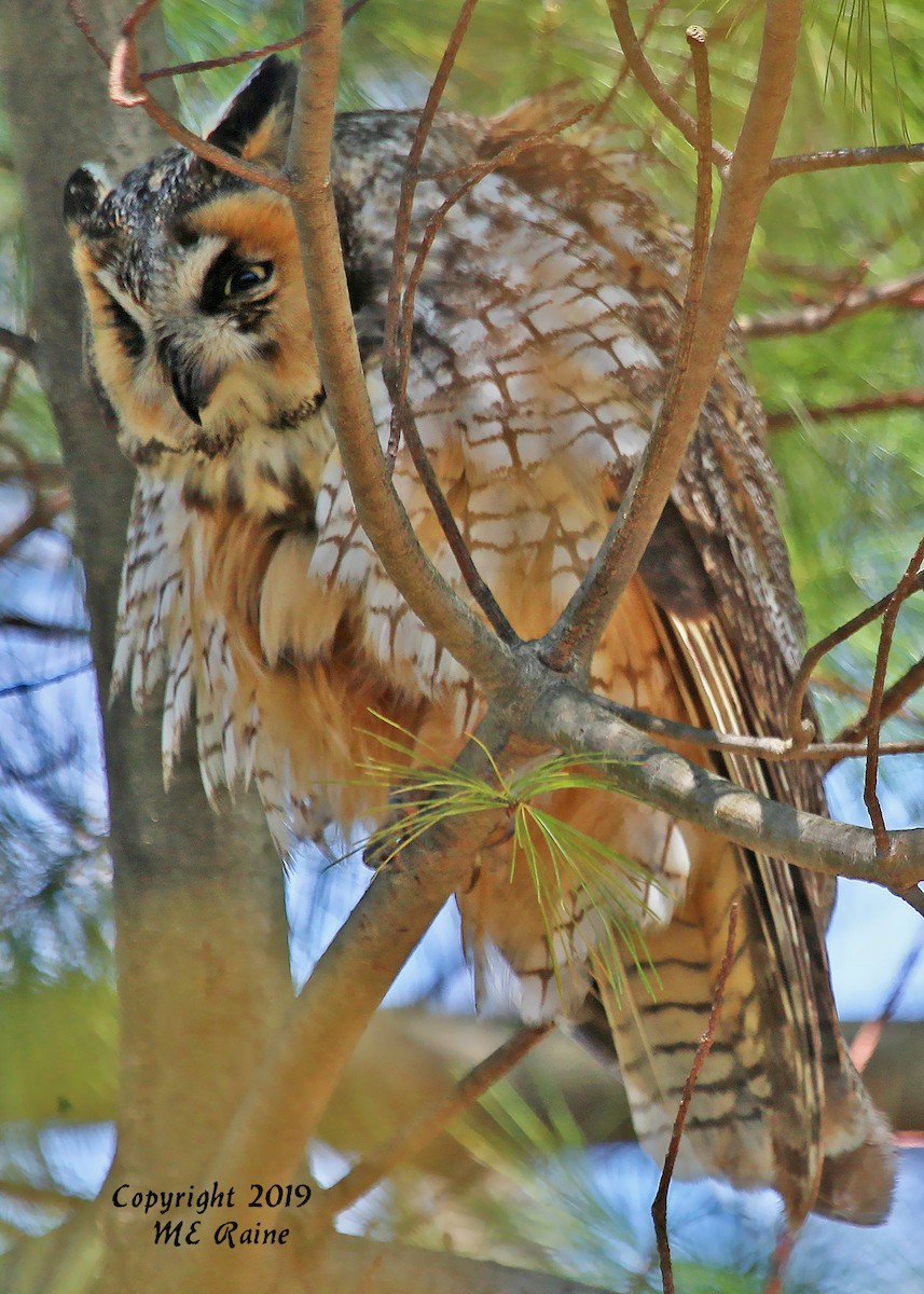 Long-eared Owl - Carolyn Rubinfeld 🦆