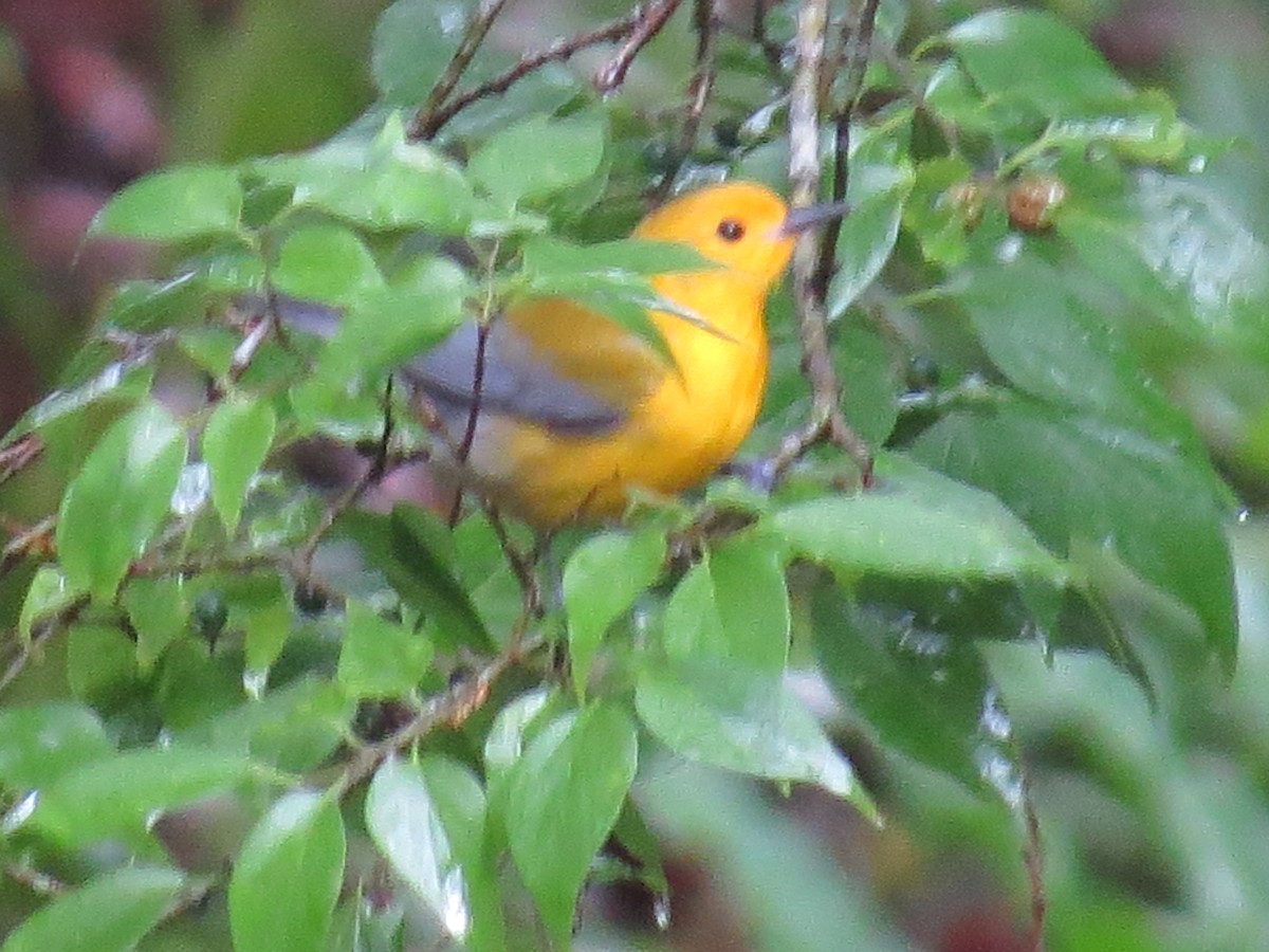 Prothonotary Warbler - ML152189611