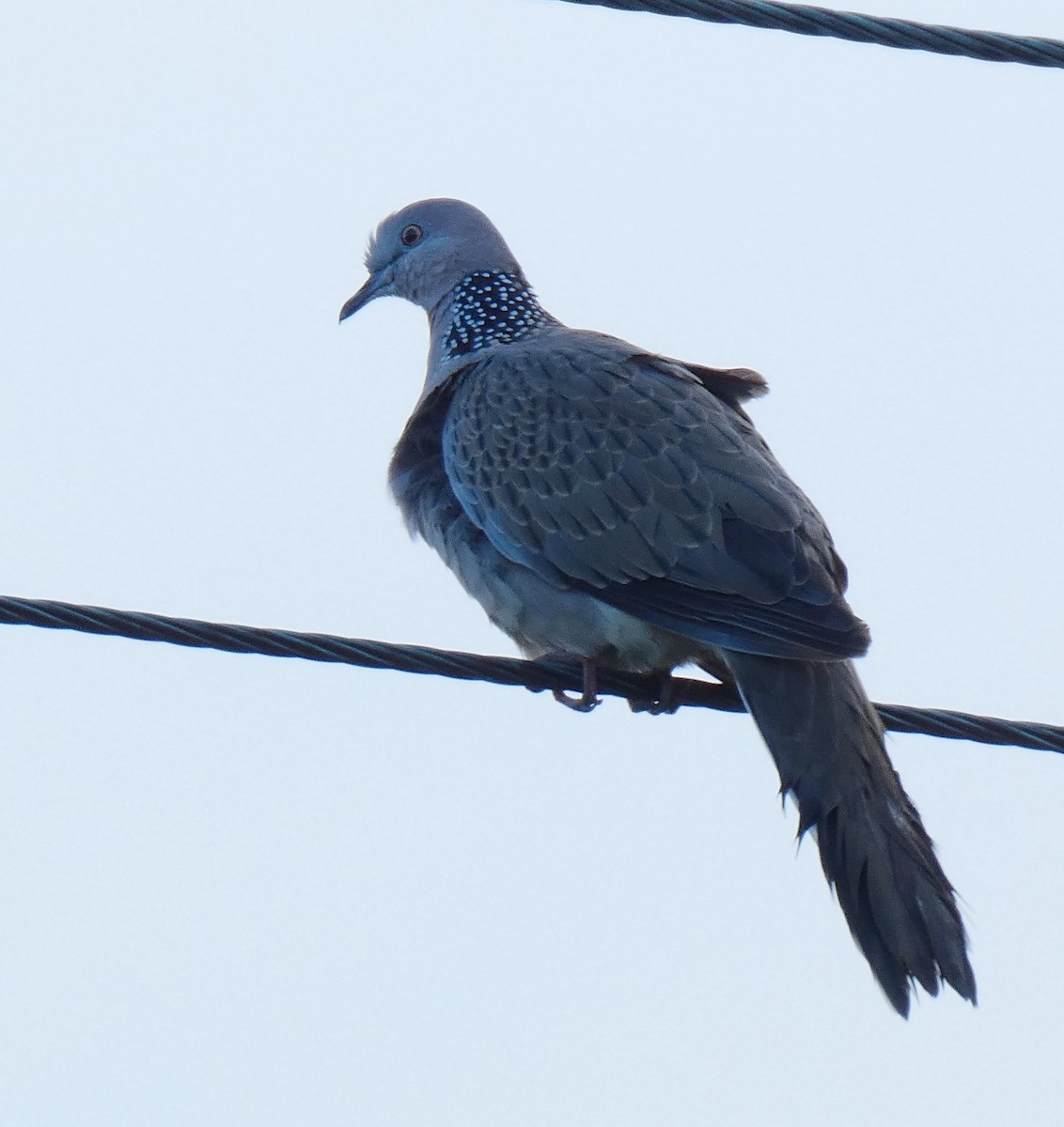 Spotted Dove - ML152189681