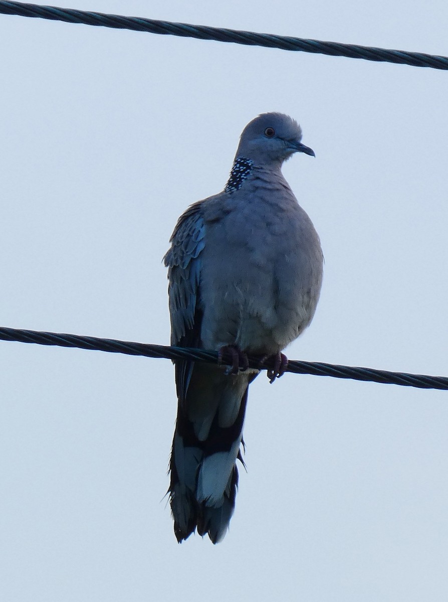 Spotted Dove - Phyllis Weintraub
