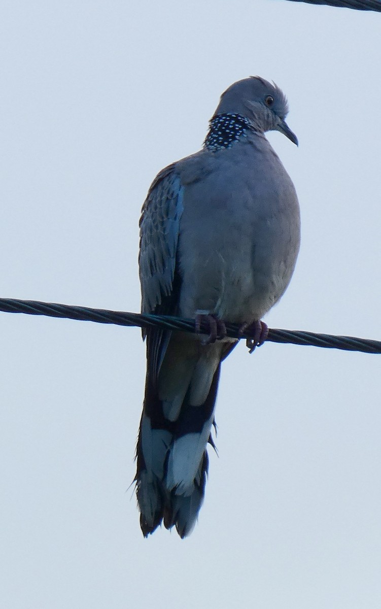 Spotted Dove - ML152189711