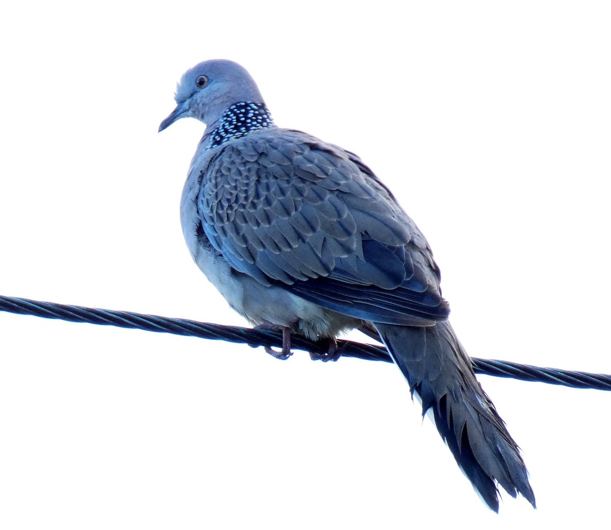 Spotted Dove - ML152189751