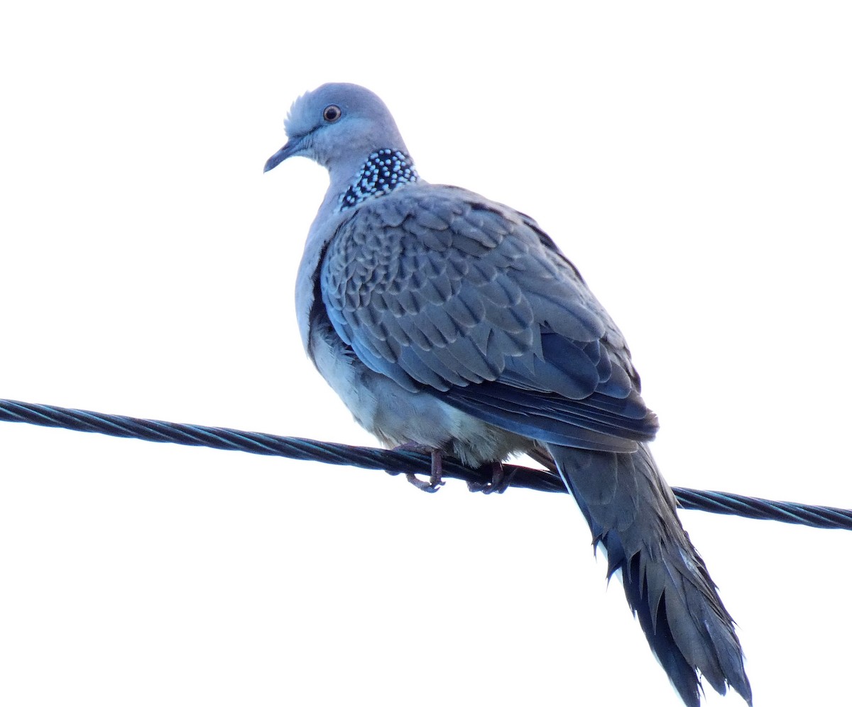 Spotted Dove - ML152189771